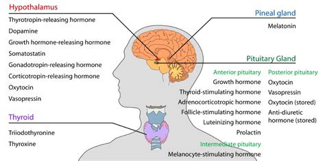 Hypothalamus | Anatomy, Functions, Problems, Summary & Facts