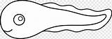 Frosch Kaulquappe Malbuch S Winkel Bereich Schwarz Png  sketch template