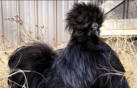 Silkie Rooster: Hen vs. Rooster (With Pictures) | Chicken Fans