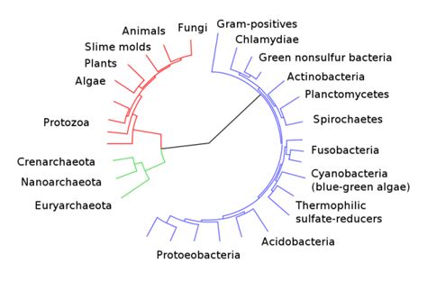 Middle-Level Evolutionary Theories Concepts In Psychology