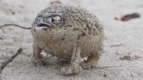 Listen to a Desert Rain Frog - NWF | Ranger Rick