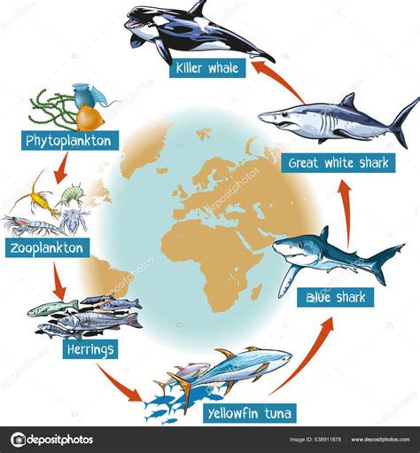 Marine Phytoplankton Food Chain