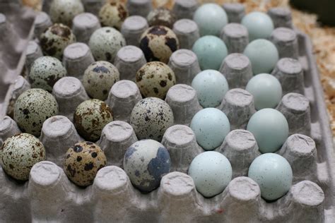 our experience hatching quail eggs - WoolyMossRoots