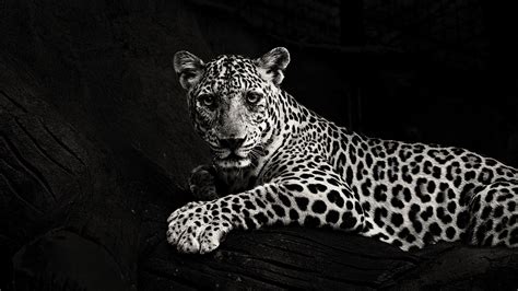 White Jaguar Wallpapers - Top Free White Jaguar Backgrounds - WallpaperAccess