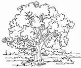 Free Printable Tree Coloring Pages For Kids sketch template