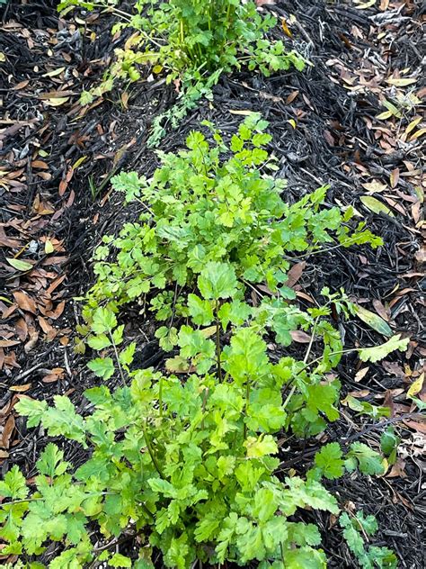 Herb Gardening For Beginners - Healthier Steps