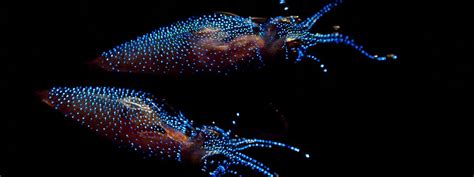 Bioluminescent Firefly Squid