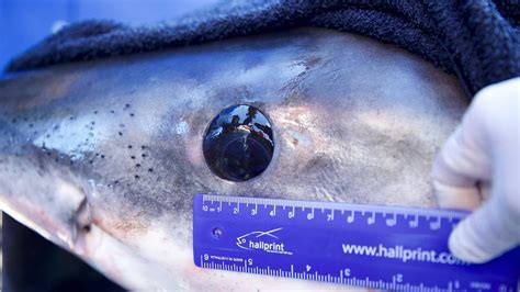 Great white shark attacks, vision: Roll their eyes before | The State