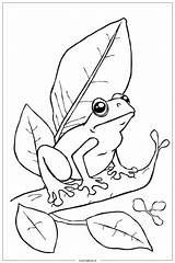 37 Coloriages De grenouille PDF Et PNG Gratuits sketch template