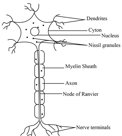 Human Nerve Cell