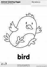 Bird Coloring Page  Super Simple sketch template