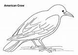 American Crow Coloring Page Realistic Sketch sketch template