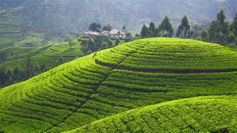 Wallpaper : landscape, green, hills, Sri Lanka, tea plant, plateau, terraced field, flower ...