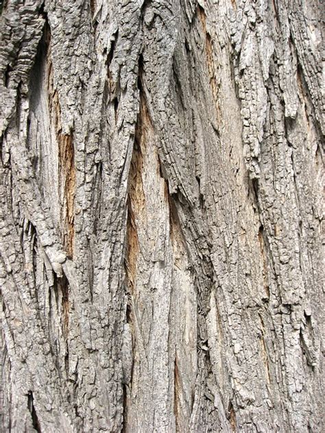 Black Locust Tree Bark 老槐樹皮 | Flickr - Photo Sharing!