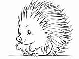 Porcupine Coloring Download  Coloring Page sketch template