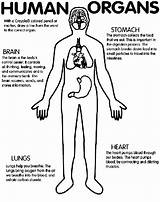 Human Organs Coloring Page  Crayolacom sketch template