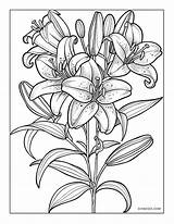 Lily Flower Coloring Pages Printable – Shinzoocom sketch template