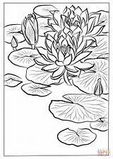 Water Lily Coloring Sheet Pages sketch template