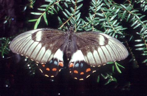 Orchard Butterfly - The Australian Museum