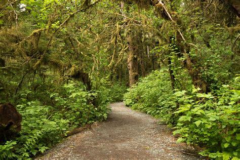 Tongass National Forest | Wildlife, Wilderness, Ecology | Britannica