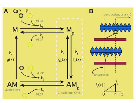 Smooth Muscle Contraction Schematic. (A) Four-states representing the ...