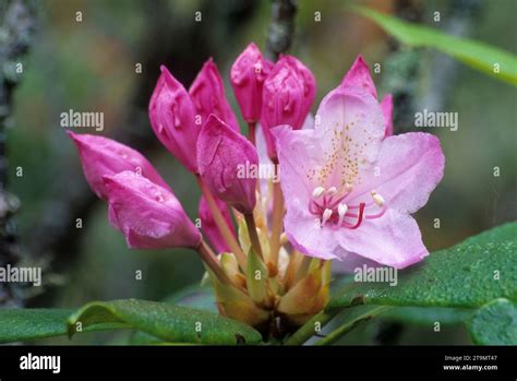 Pacific rhododendron (Rhododendron macrophyllum), Umpqua Dunes Scenic ...