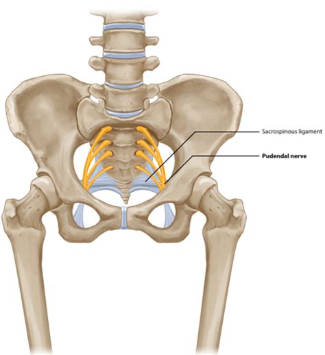 Pudendal Neuralgia and Physical Therapy