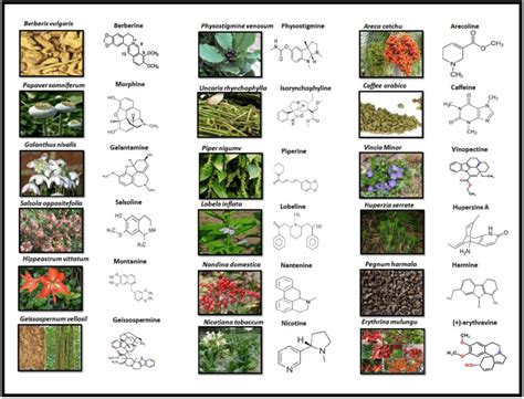 types of alkaloids in plants - Carol Greene