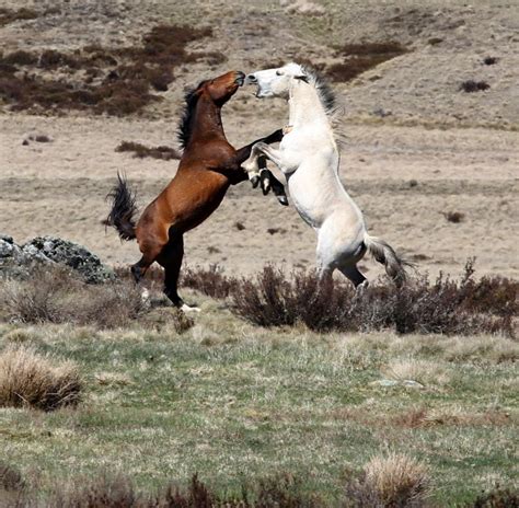 Brumbies. Snowy Mountains, Wild Horses, New South Wales, Beautiful Horses, Stallion, Beautiful ...