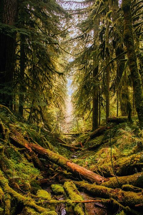 Oregon Landscape Forest · Free photo on Pixabay