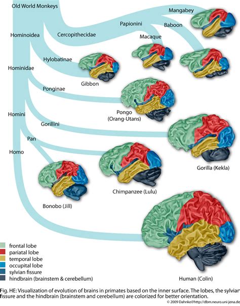 development and evolution at Structural Brain Mapping Group