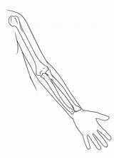 Arm Bones Coloring Pages  Vrogueco sketch template