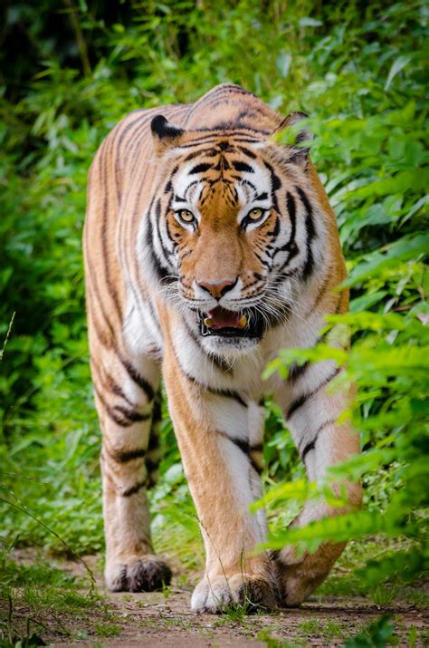 Free Images : animal, wildlife, zoo, jungle, feline, predator, fauna, tiger, germany ...
