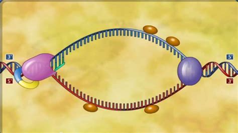DNA Replication Animation 12 - YouTube