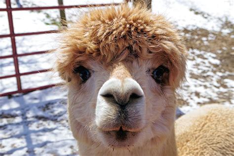 Apple Hill Alpaca Farm