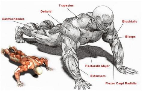 Military Push Up for your pectoral exercises