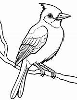 50 Bird Coloring Pages Free Printables sketch template