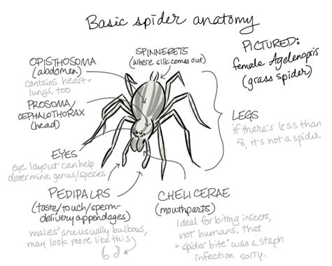 Spider Anatomy For Kids