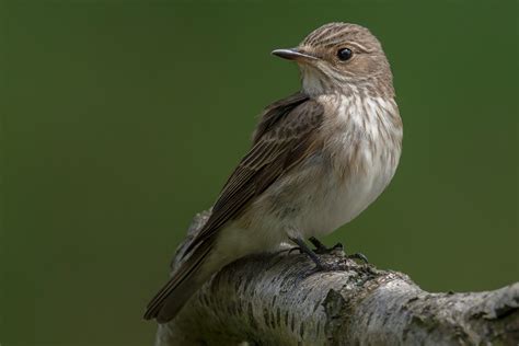 Spotted Flycatcher by Derek Bilton - BirdGuides