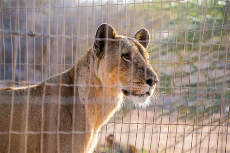 Visiting Decan wildlife refuge in Djibouti | Atlas & Boots