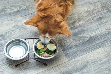 Eggs and dogs: Nutritional benefits and safe ways to feed them