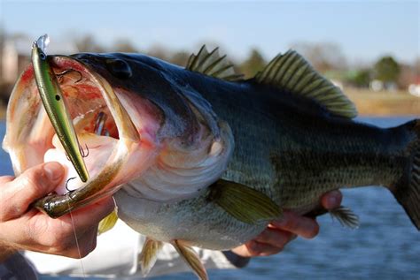 Best Bait For Largemouth Bass - tricks4u101