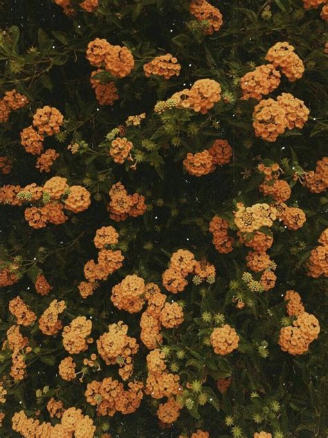 Top 999+ Vintage Flower Aesthetic Wallpaper Full HD, 4K Free to Use