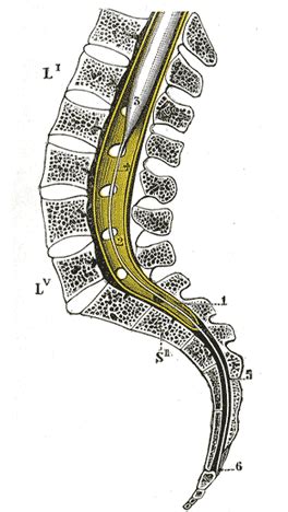 The Spinal Cord or Medulla Spinalis - Human Anatomy