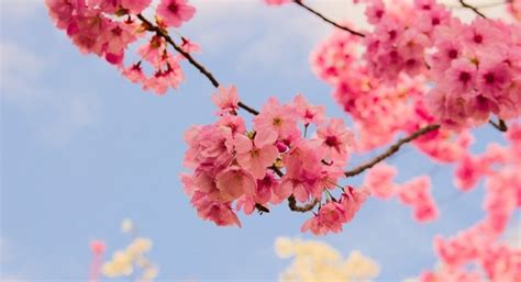 Sakura Flower – Meaning, Symbolism and Colors