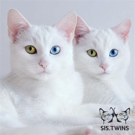 Meet The Gorgeous Twin Sisters Cats With Heterochromatic Eyes – Viral Cats Blog