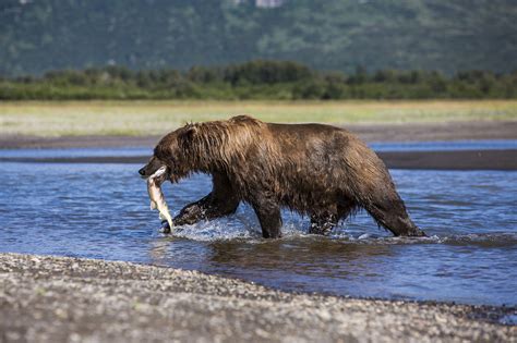 5 Fascinating Facts About Grizzly Bears - G Adventures