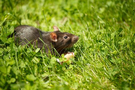 Difference Between Pet Rats and Wild Rats | Pet Comments