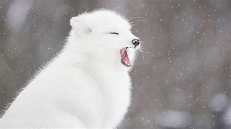 ARCTIC FOXES in the Snow - YouTube