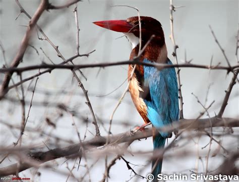 Birds in Sultanpur bird sanctuary - Page 3 - Team-BHP